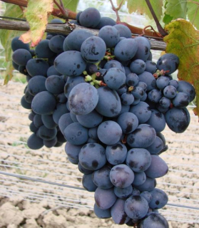 Vitis 'Joy' bezsemenná odroda